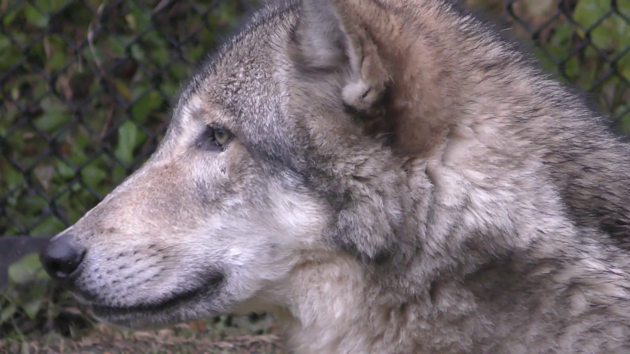 Eastern wolf