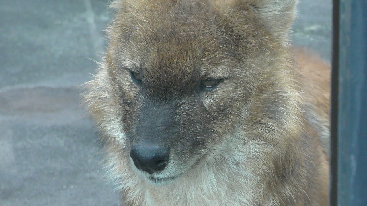 Asian wild dog