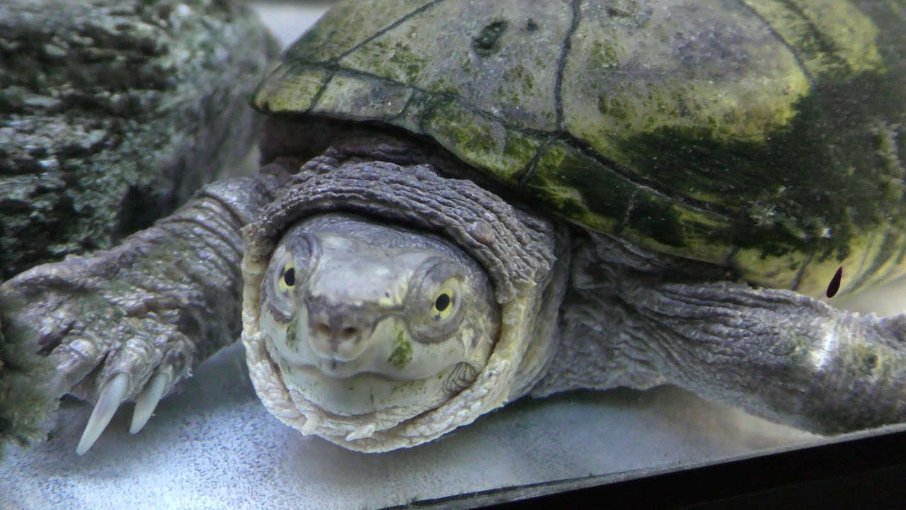 Yellow mud turtle