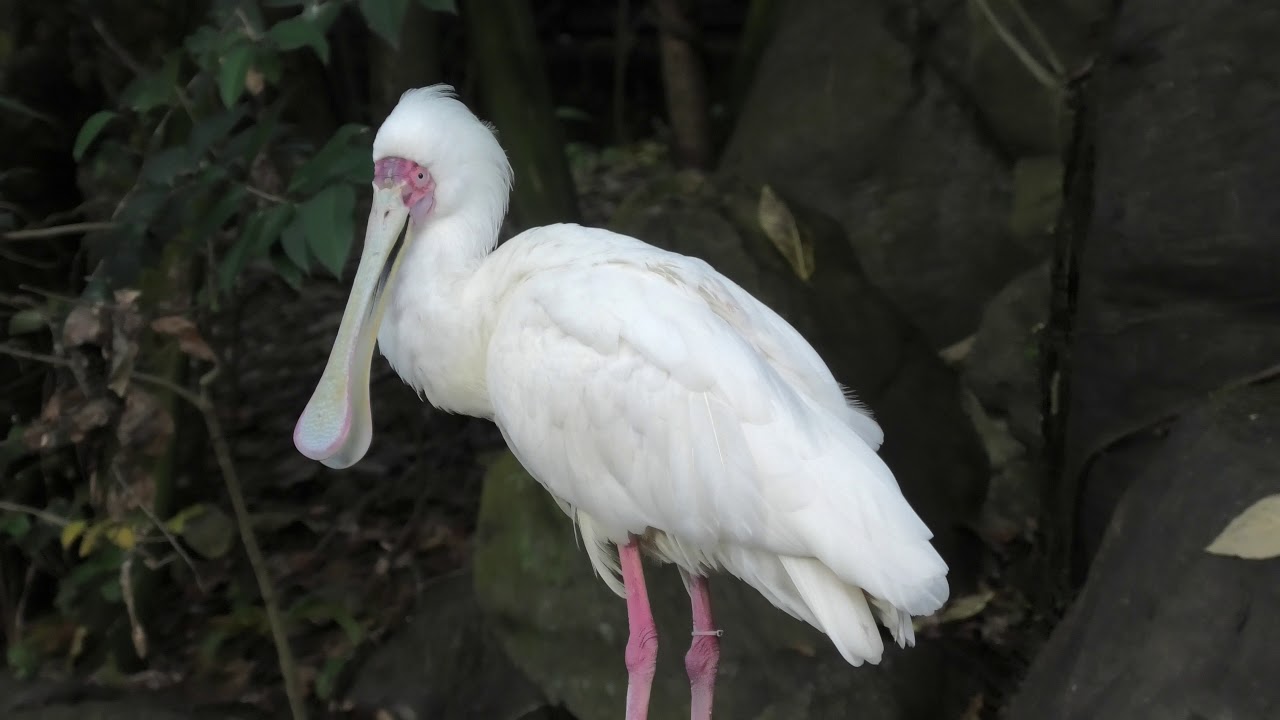 アフリカヘラサギ