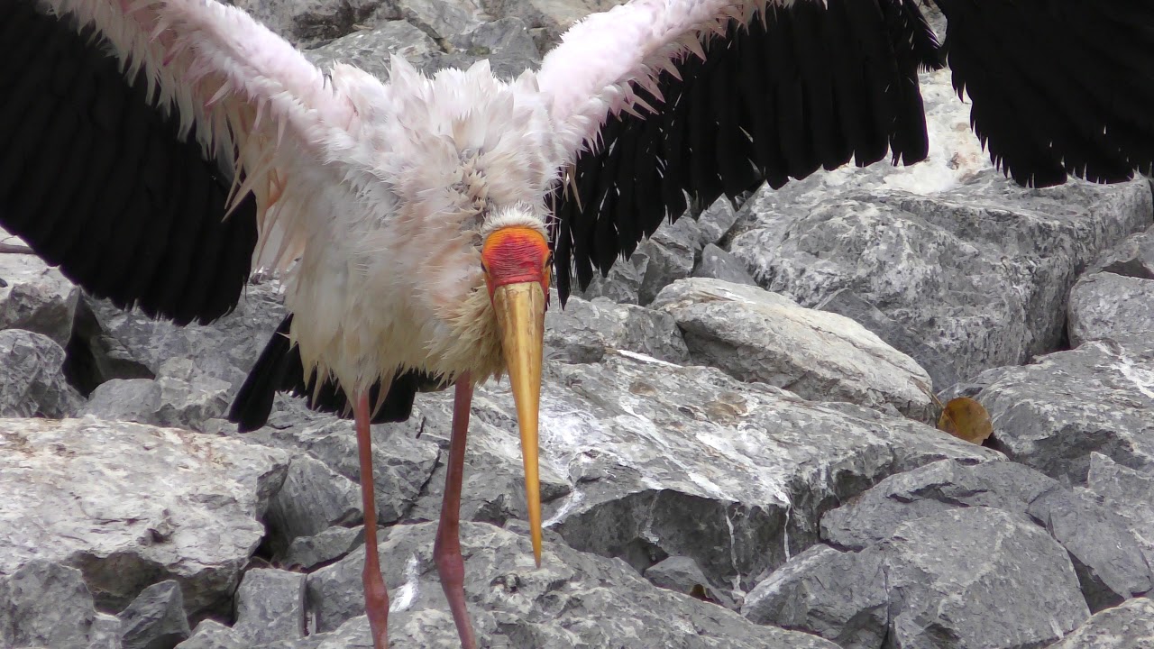 Yellow-billed stork