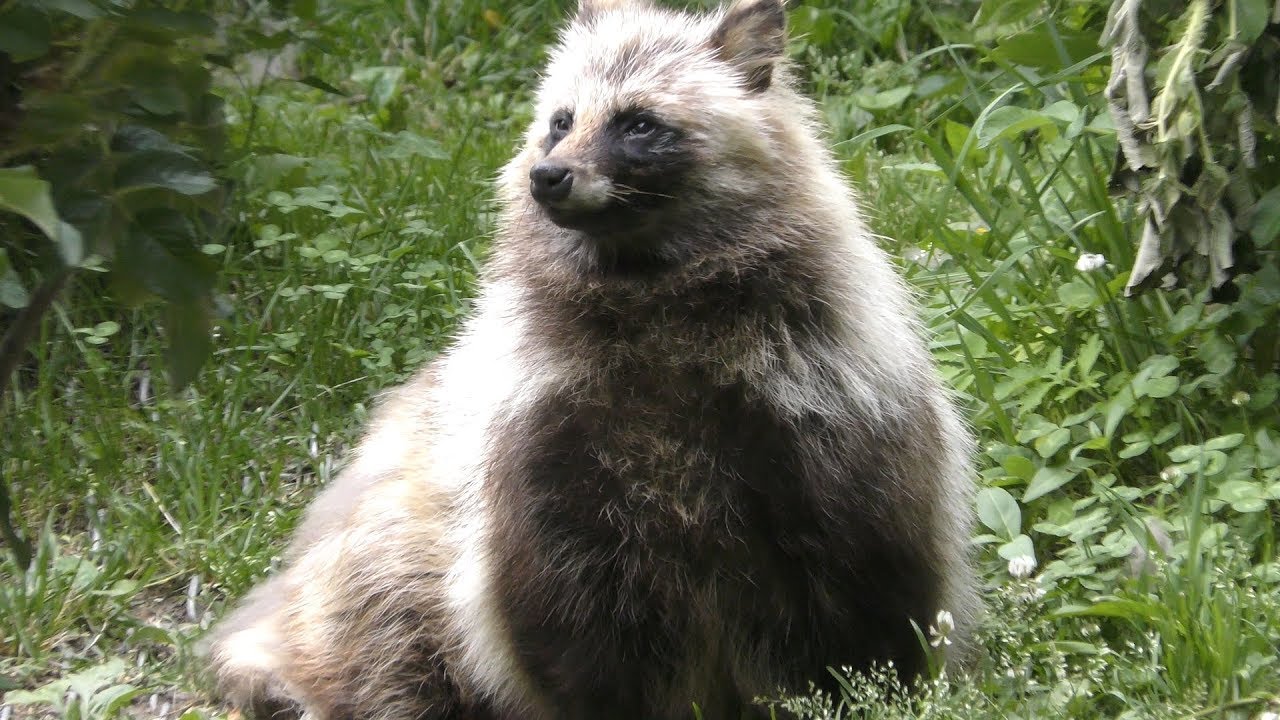 Raccoon dog (hokkaido)