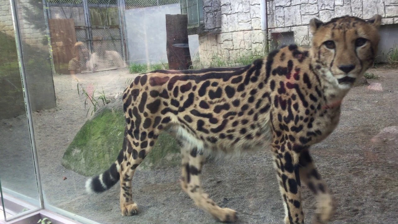 African cheetah