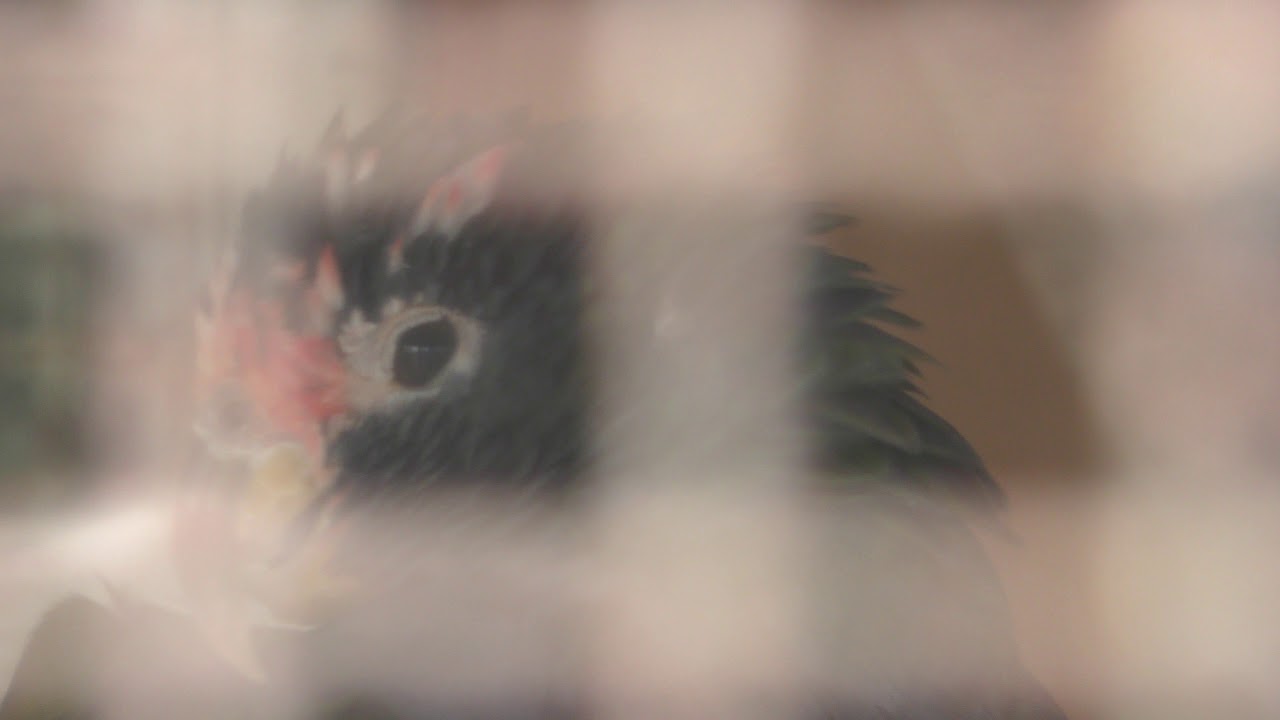 Scaly-headed parrot