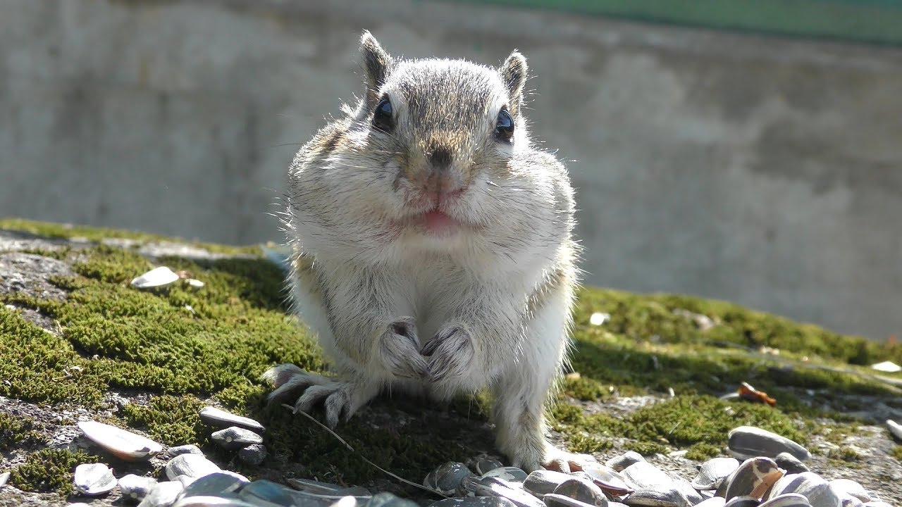 Siberian chipmunk