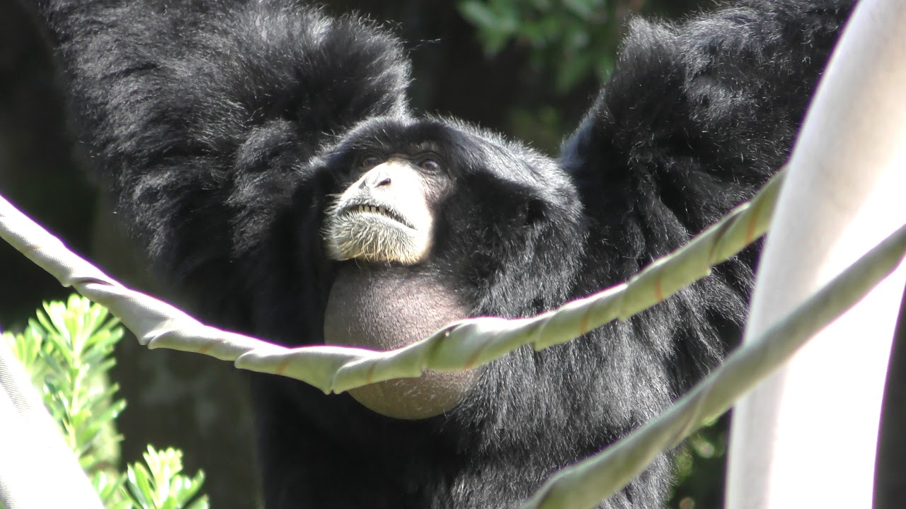 Siamang