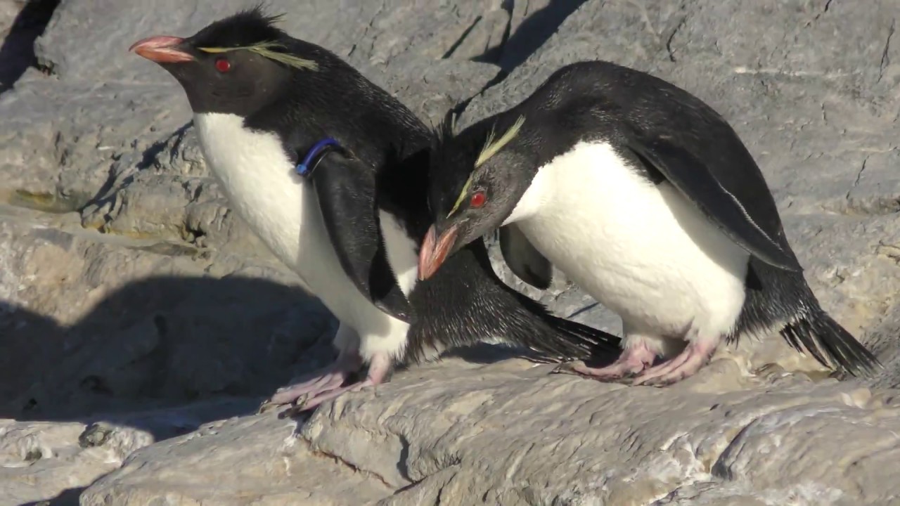 Southern rockhopper penguin