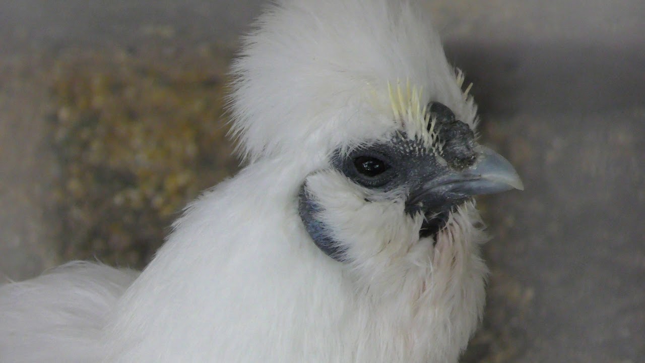 Silky fowl