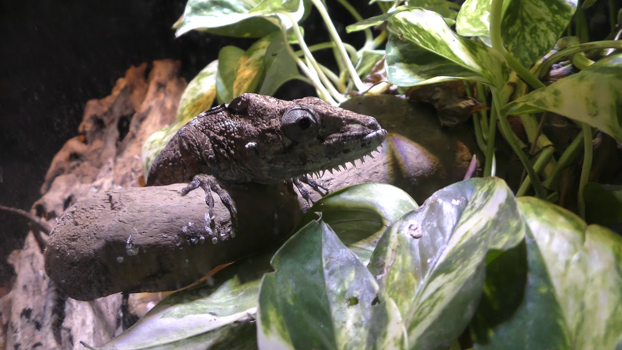 Western bearded anole
