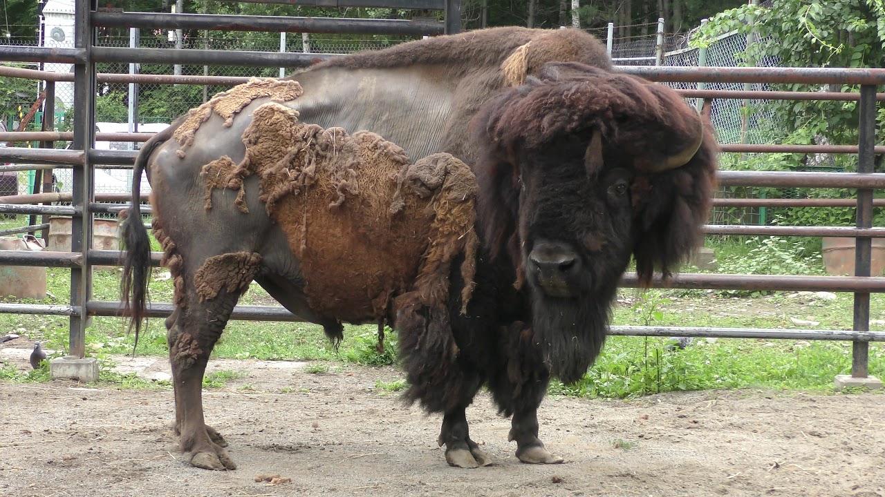 American bison
