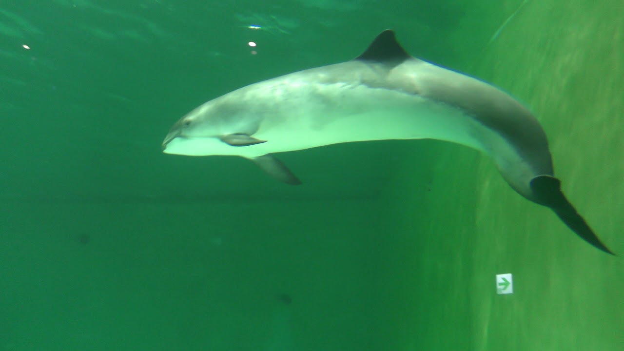 Harbour porpoise