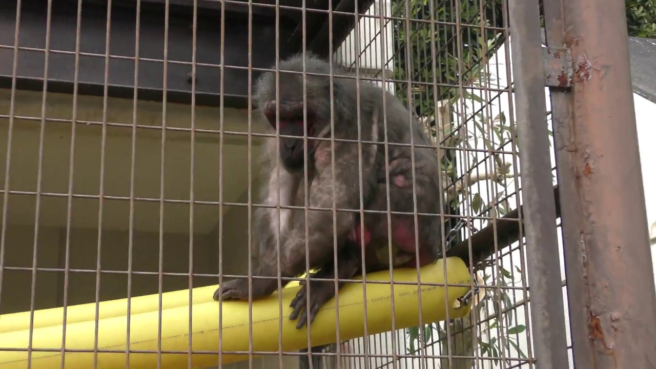 Stump-tailed macaque