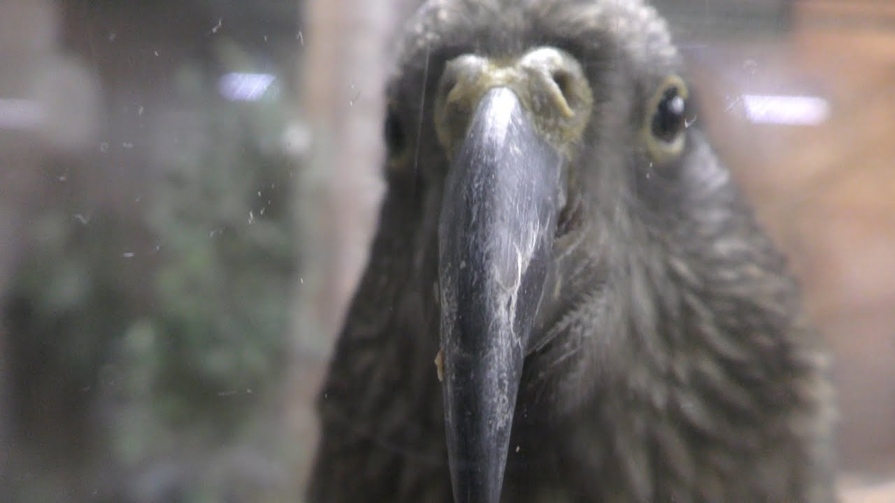 Kea