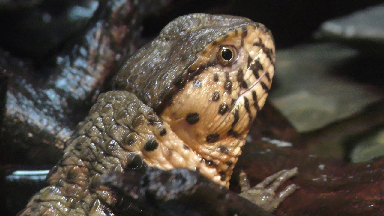 Chinese crocodile lizard