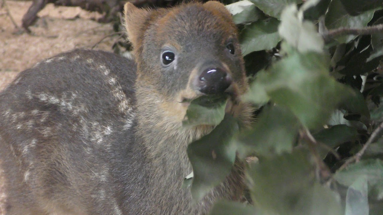Pudu