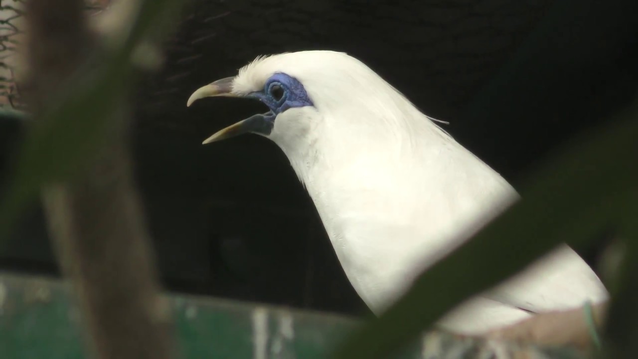 Bali myna