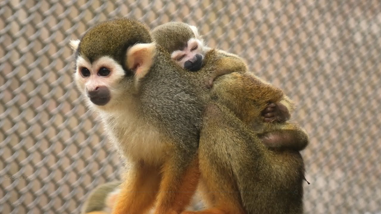 Common squirrel monkey