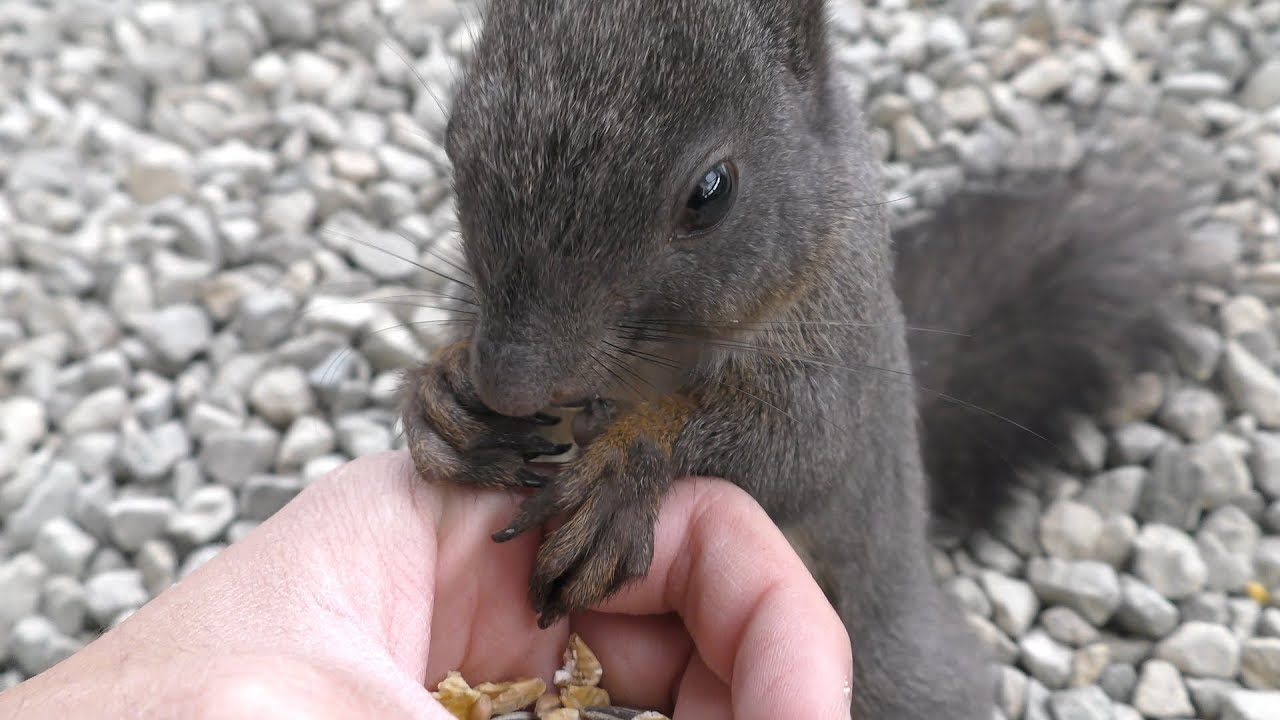 Eurasian squirrel