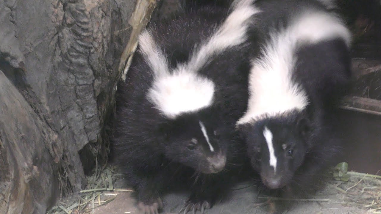 Striped skunk