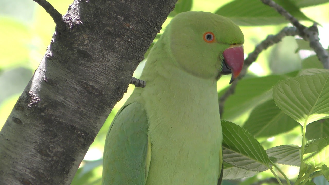 Rose-ringed parakeet