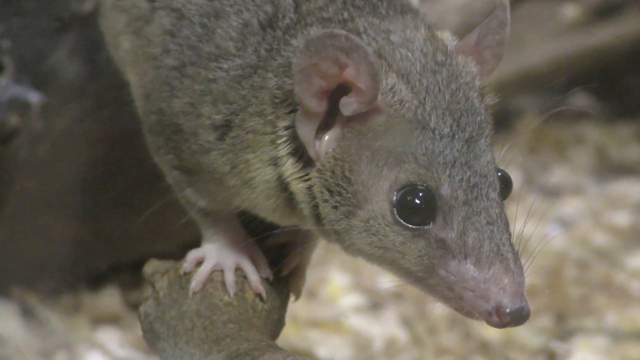 Gray short-tailed opossum