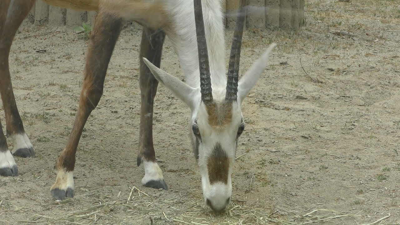 Arabian oryx