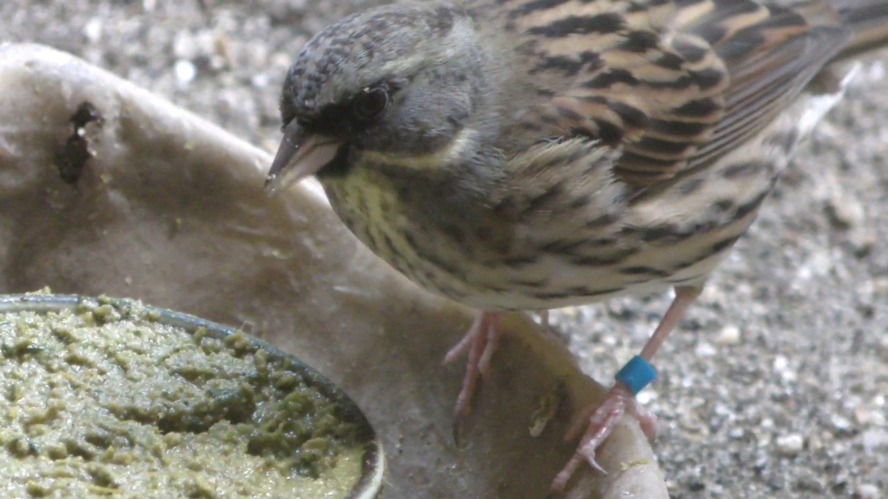 Black-faced bunting