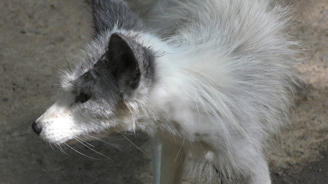 Platinum fox