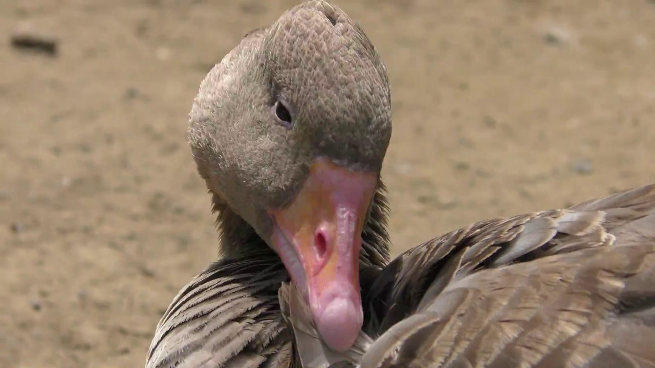 Greylag goose