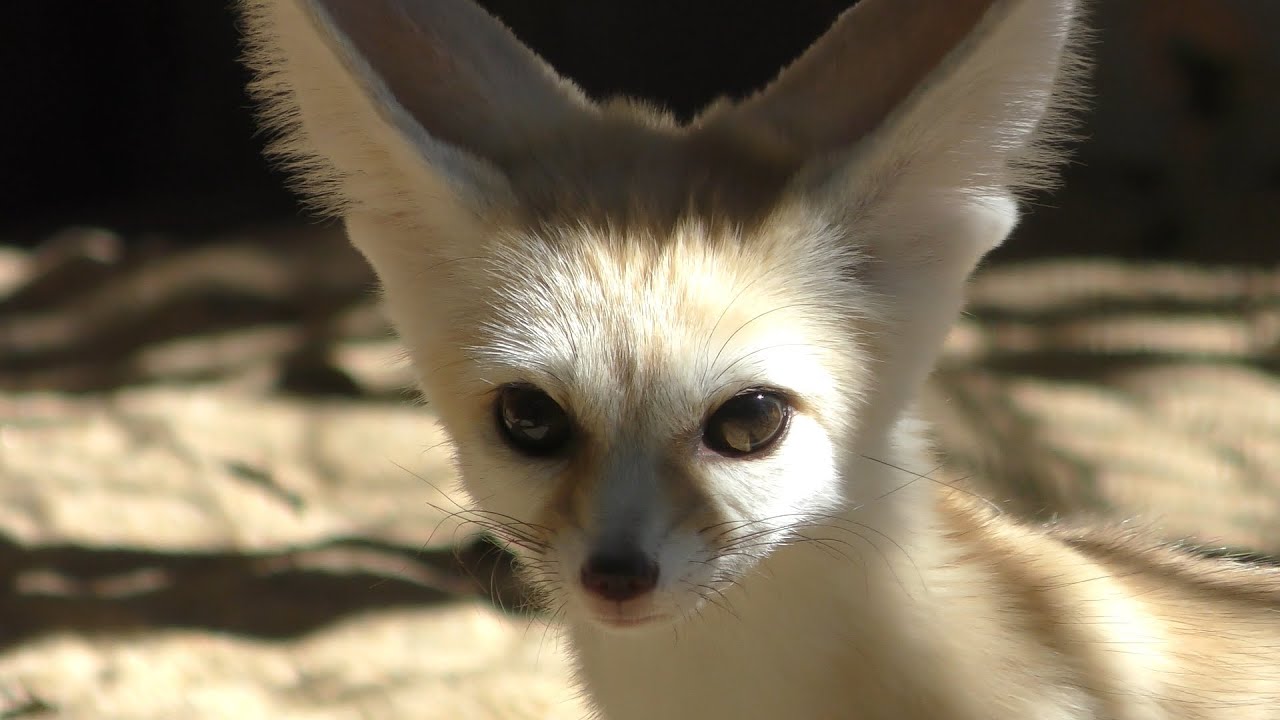 Fennec