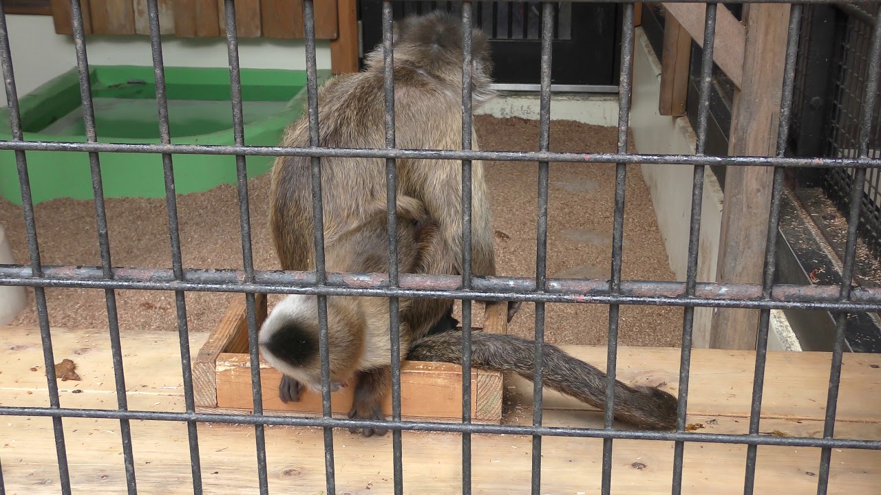 Wedge-capped capuchin