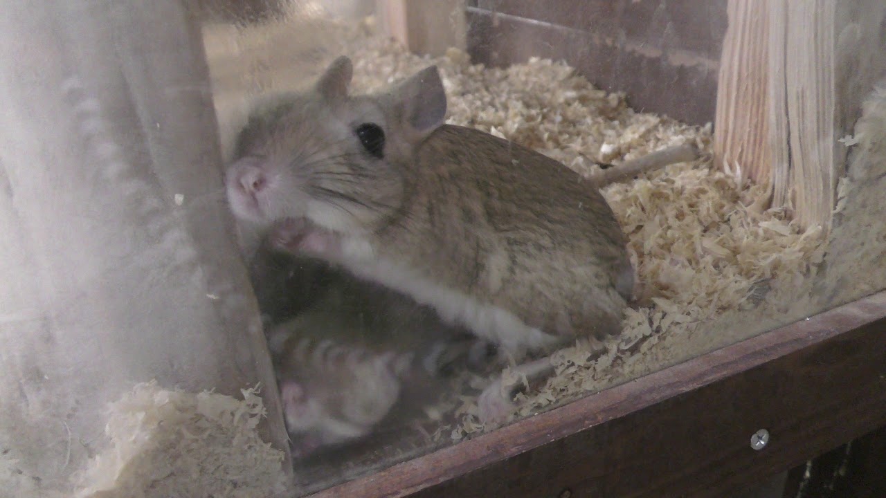 Greater egyptian jerboa
