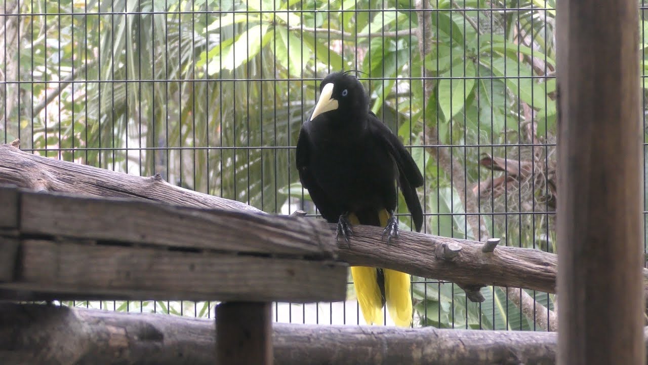 Crested oropendola