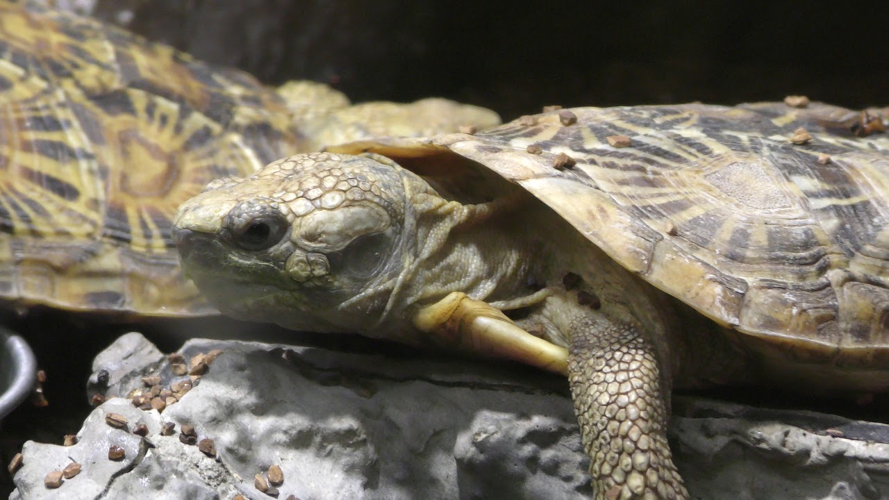 African pancake tortoise