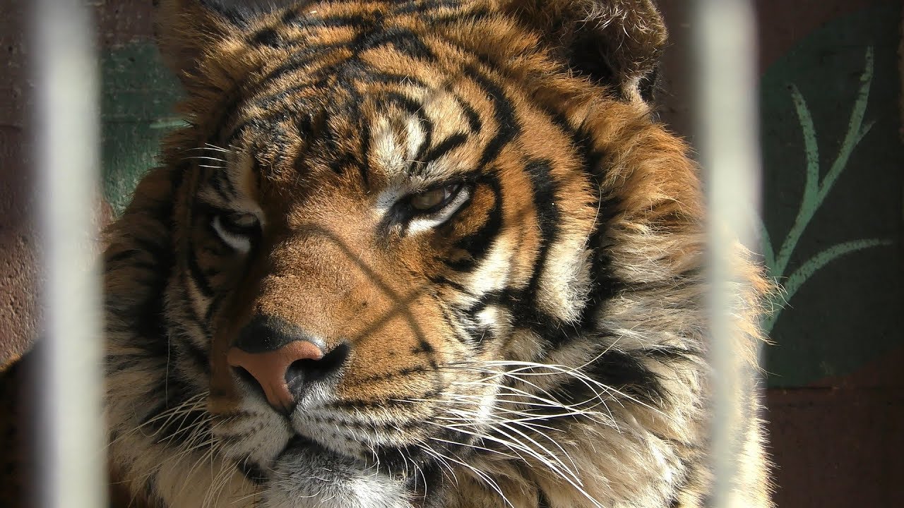 ベンガルトラ | 動物図鑑 | ZFC.jp