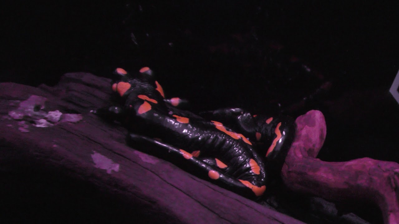 Fire salamander