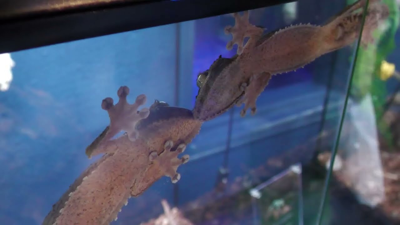 ヤマビタイヘラオヤモリ