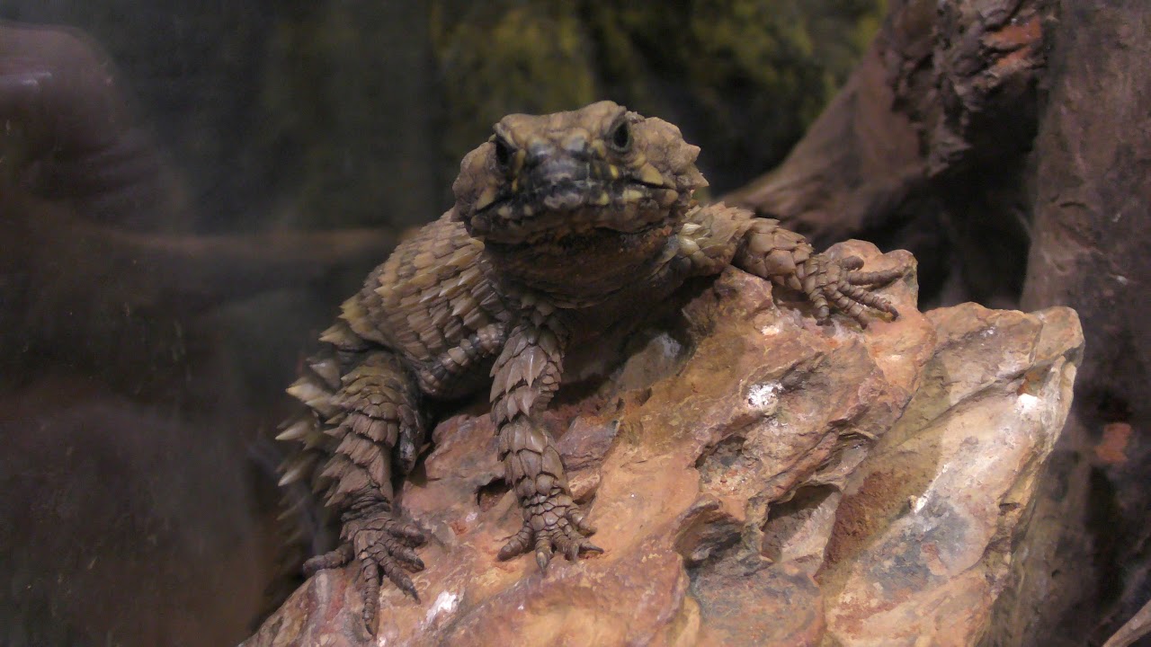 Armadillo girdled lizard