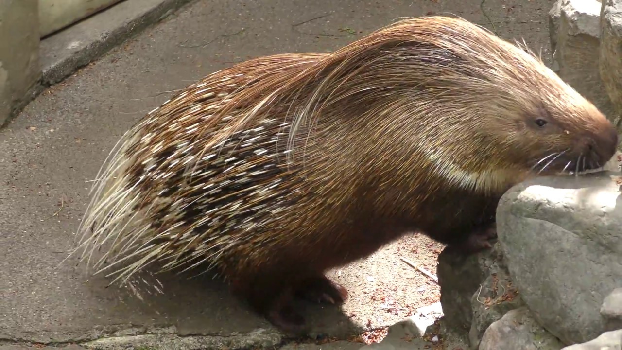 Indian crested porcupine