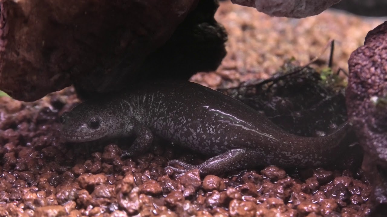 トサシミズサンショウウオ