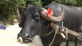 Water buffalo Carriage & Sightseeing (Taketomi Island, Okinawa, Japan) May 14, 2019