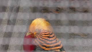 Golden Pheasant (Kumamoto City Zoological and Botanical Gardens, Kumamoto, Japan) April 18, 2019