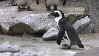 ケープペンギン (千葉市動物公園) 2017年9月24日