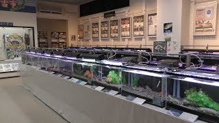 磯の生物展 (岩手県立水産科学館) 2019年8月11日