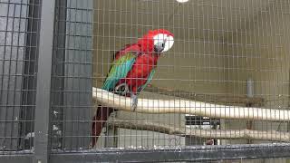 Green-winged macaw (Asuwayama Amusement Park, Fukui, Japan) November 1, 2019