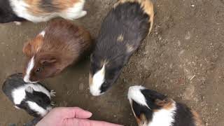 Guinea pig (Ostrich Kingdom Sodegaura Farm, Chiba, Japan) December 10, 2018