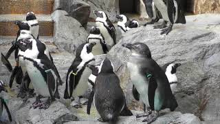 ケープペンギン (長崎ペンギン水族館) 2017年12月24日