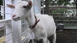 Goat (Sakura Kusabue no Oka, Chiba, Japan) September 12, 2020