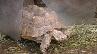 African spurred tortoise (Himeji Central Park, Hyogo, Japan) February 11, 2019