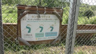 タンチョウクイズ (釧路市丹頂鶴自然公園) 2019年7月3日